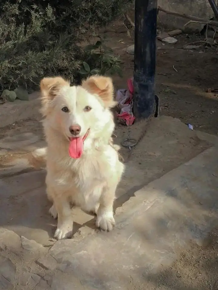 Russian Dog — photo 3