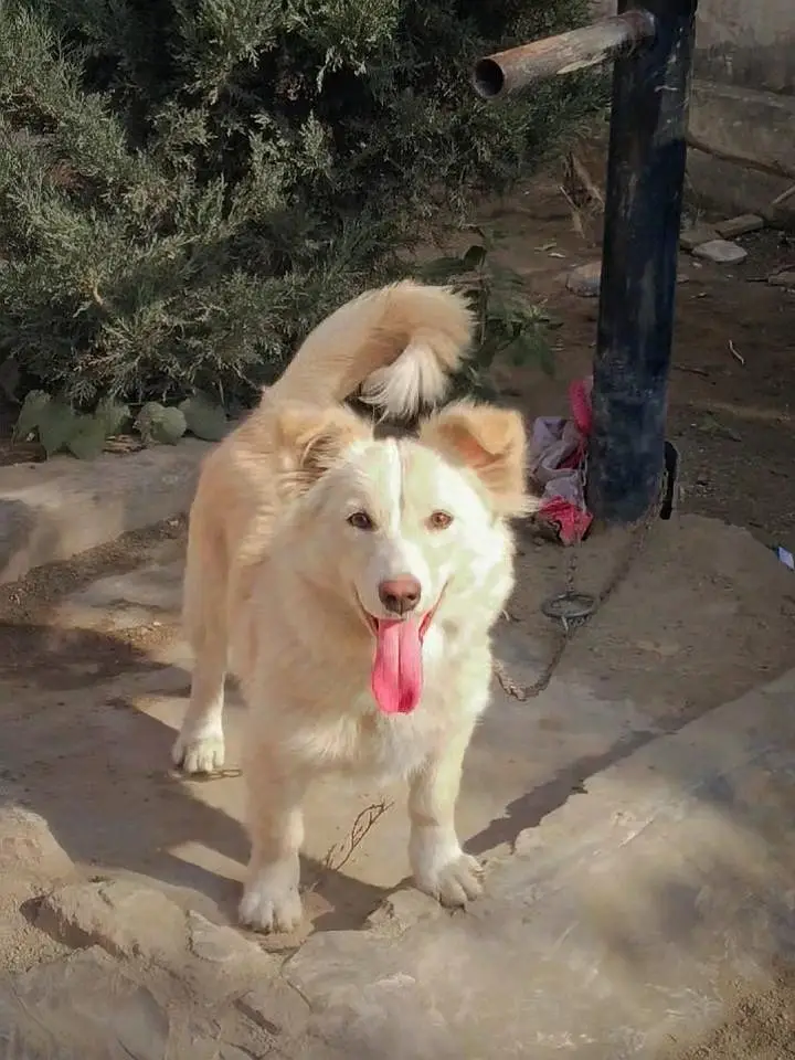 Russian Dog — photo 4