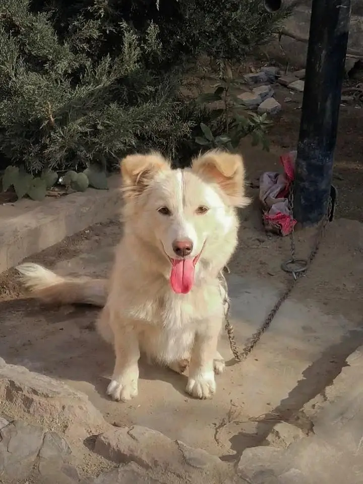 Russian Dog — photo 5