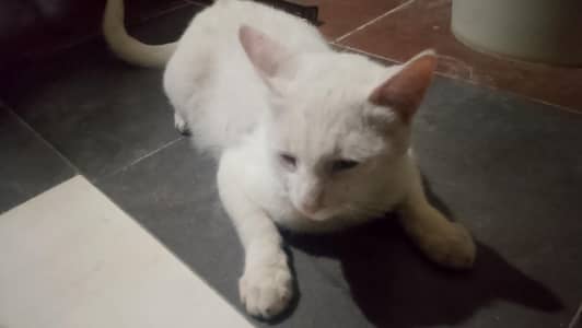 pecian cross cat