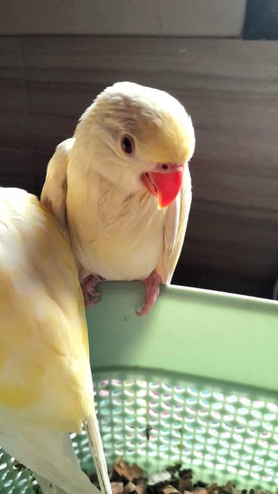 super healthy creaming RED EYE RINGNECK PAIR