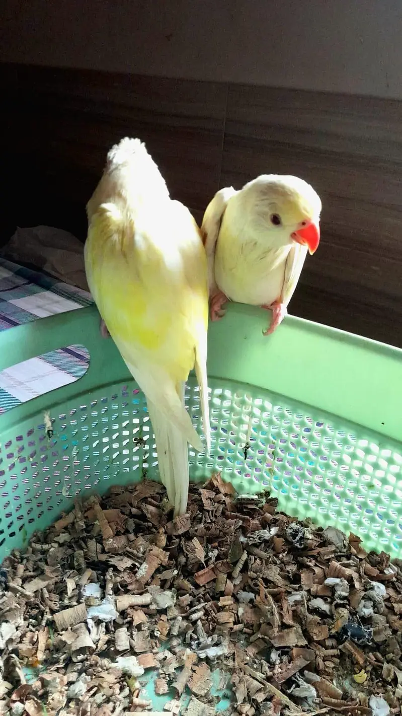 super healthy creaming RED EYE RINGNECK PAIR — photo 2