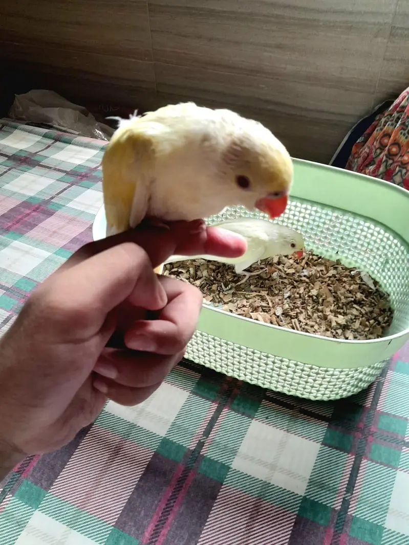 super healthy creaming RED EYE RINGNECK PAIR — photo 3