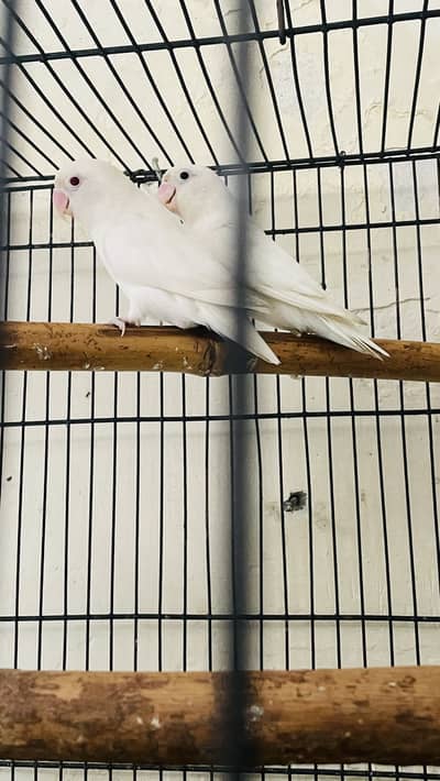 Albino Red eye male Split red eye female