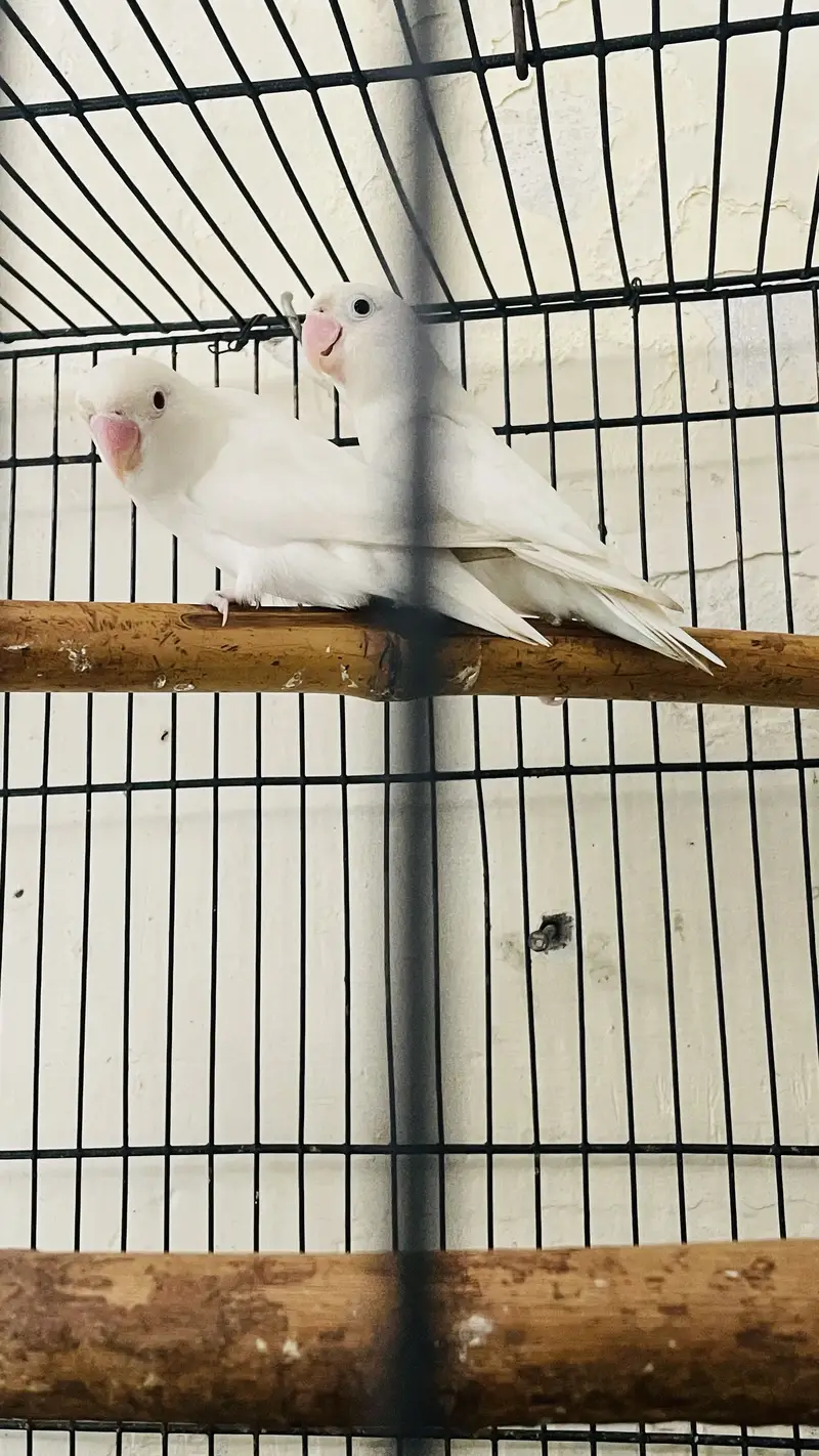 Albino Red eye male Split red eye female — photo 2