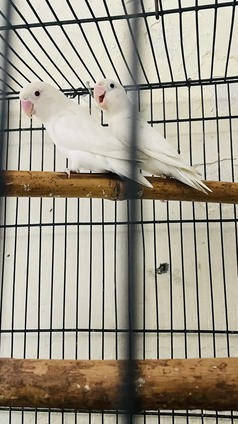 Albino Red eye male Split red eye female — photo 3