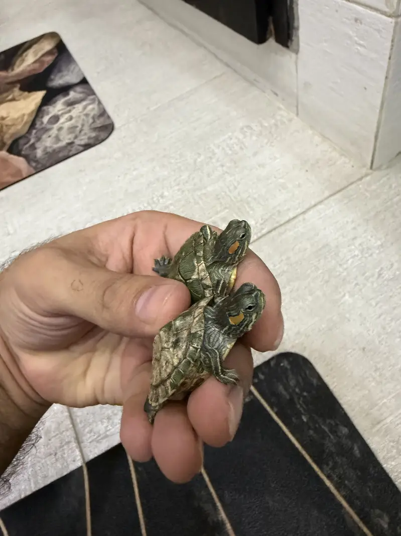 Red eared Slider turtle Thailand pair