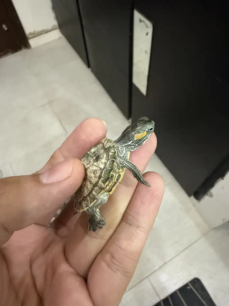 Red eared Slider turtle Thailand pair — photo 2