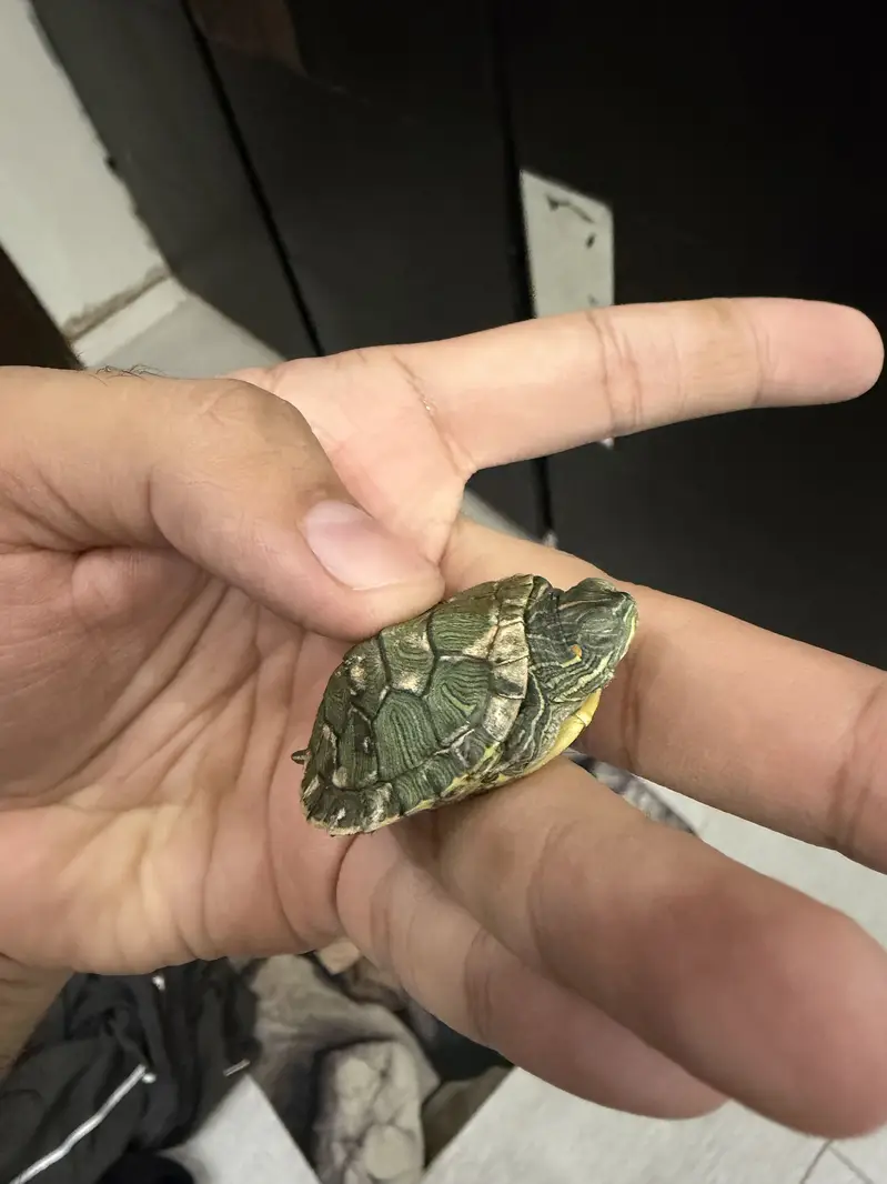 Red eared Slider turtle Thailand pair — photo 3