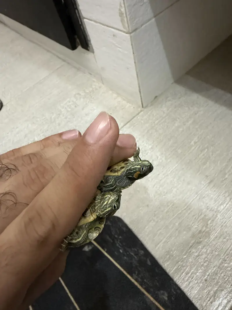 Red eared Slider turtle Thailand pair — photo 5