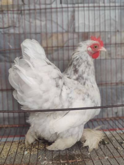 bantam female (blue molted)