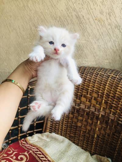 Persian male kitten