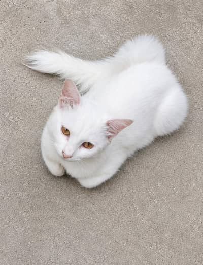 Persian cats pair