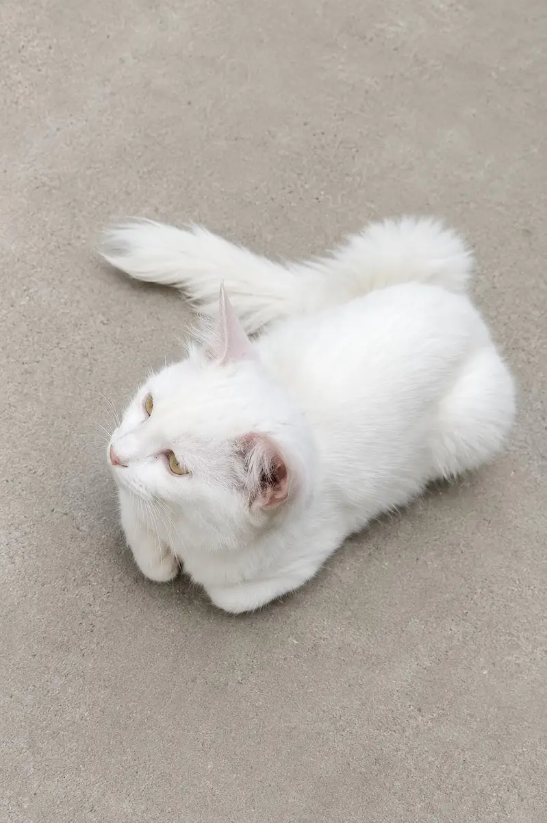 Persian cats pair — photo 2