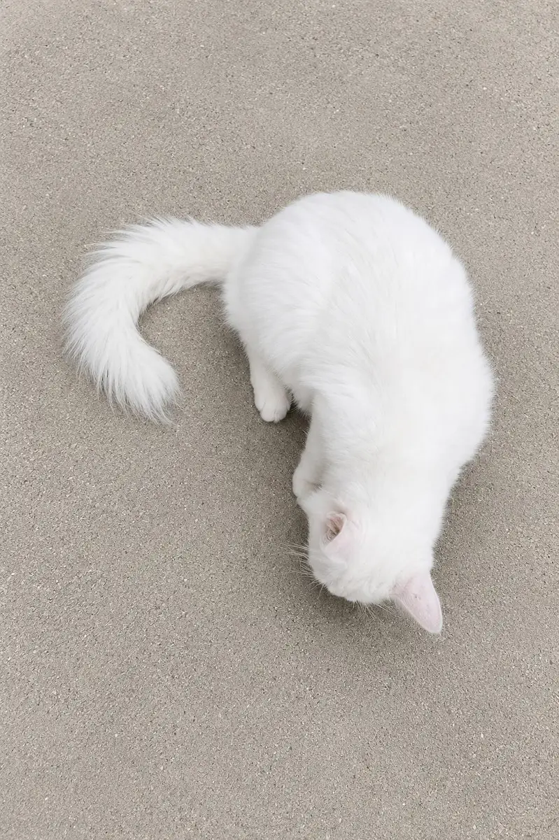 Persian cats pair — photo 3