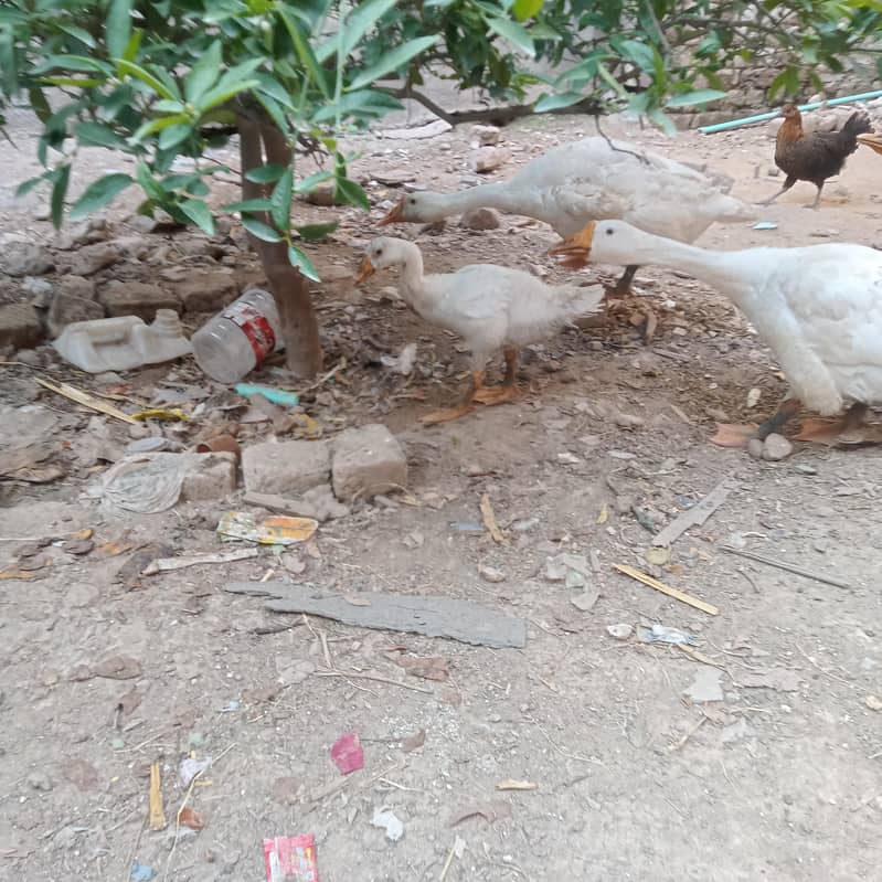 ducks fully active 0