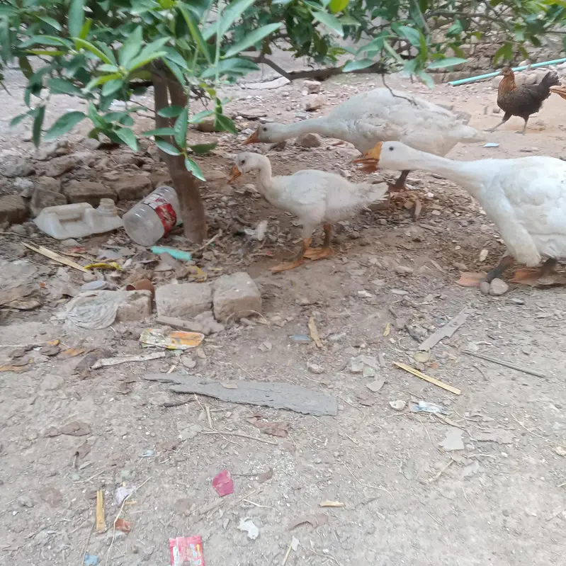 ducks fully active