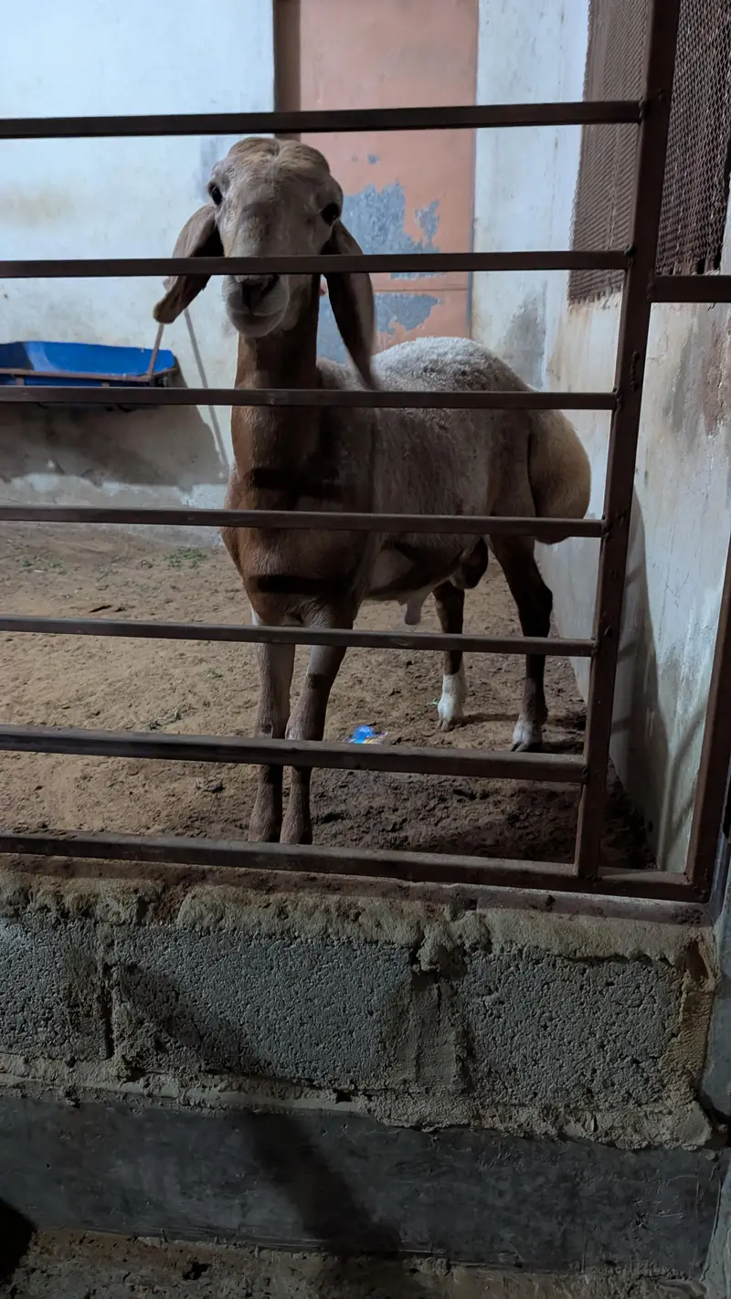 turki dumba