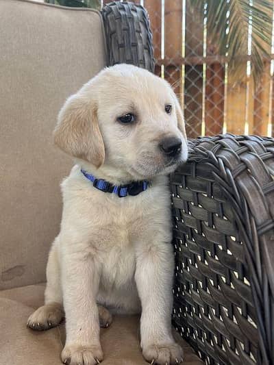 sale in emergecy cute puppy