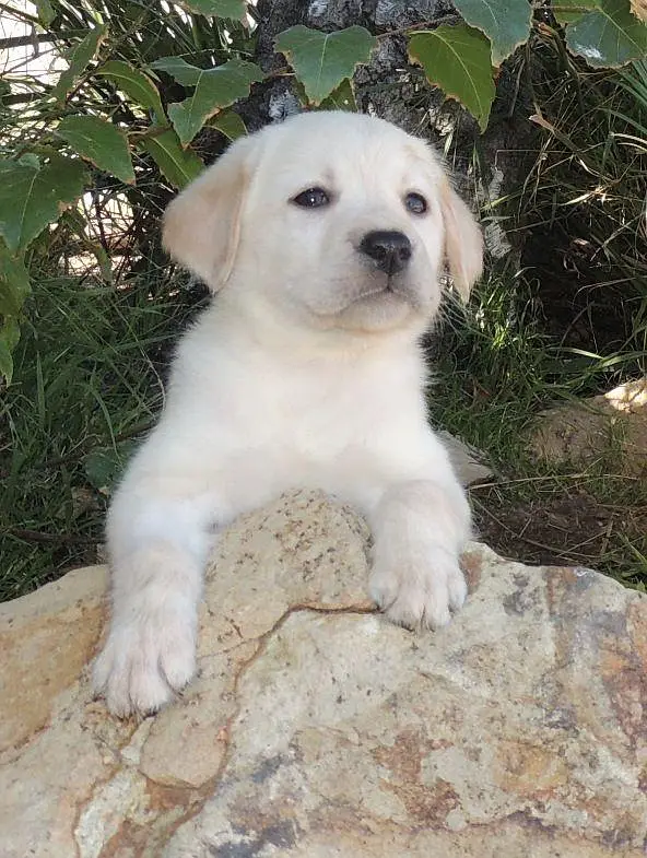sale in emergecy cute puppy — photo 2
