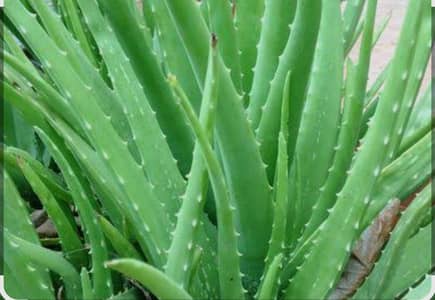  Organic Aloe Vera Plant – Easy Care & Medicinal Benefits