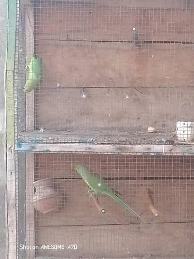 Beautiful pair ha