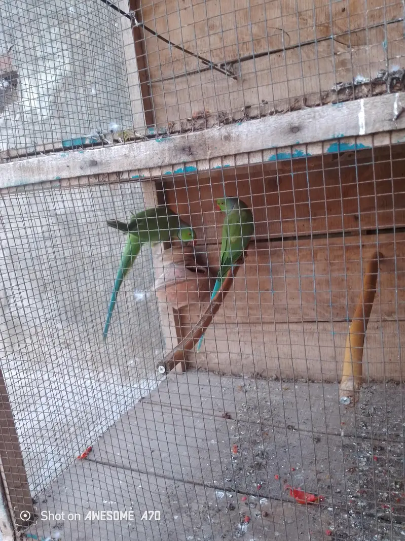 Beautiful pair ha — photo 2