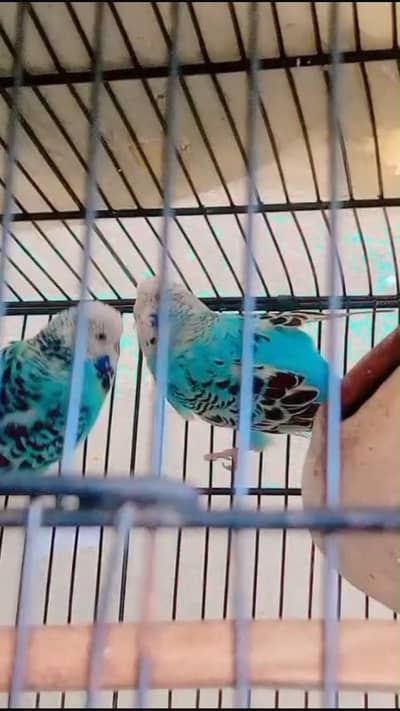 Sky Blue(white face)  KING SIZE EXHIBITION PAIR BIRD FOR SALE