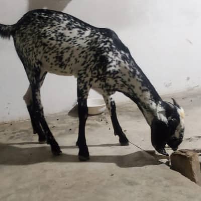 ghr ki pahli hui bakrian
