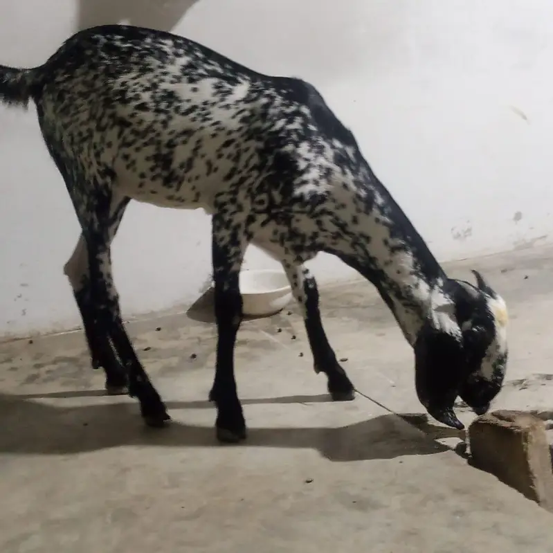 ghr ki pahli hui bakrian