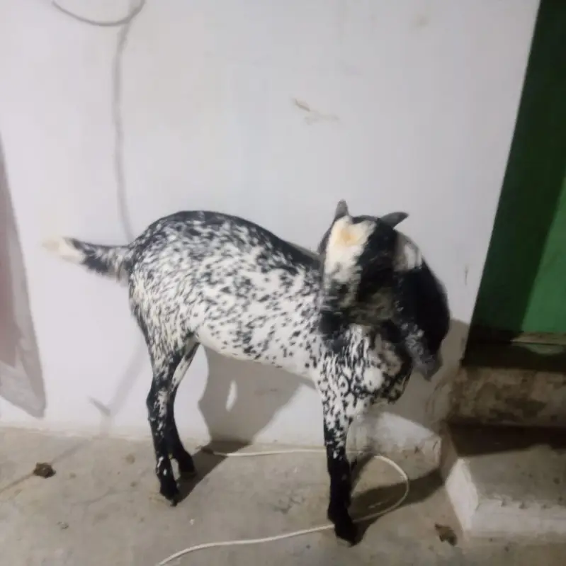 ghr ki pahli hui bakrian — photo 2