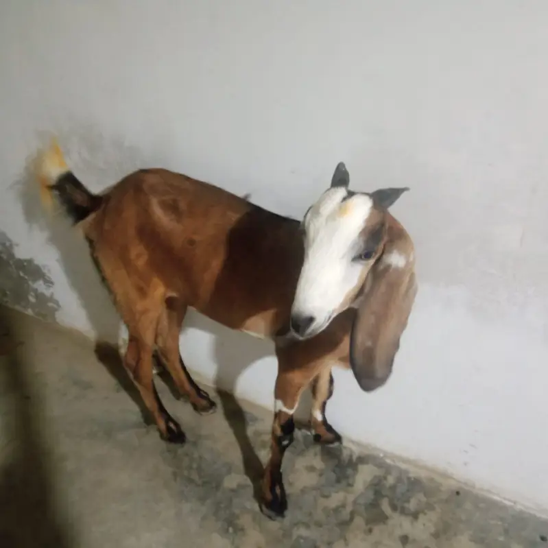 ghr ki pahli hui bakrian — photo 3