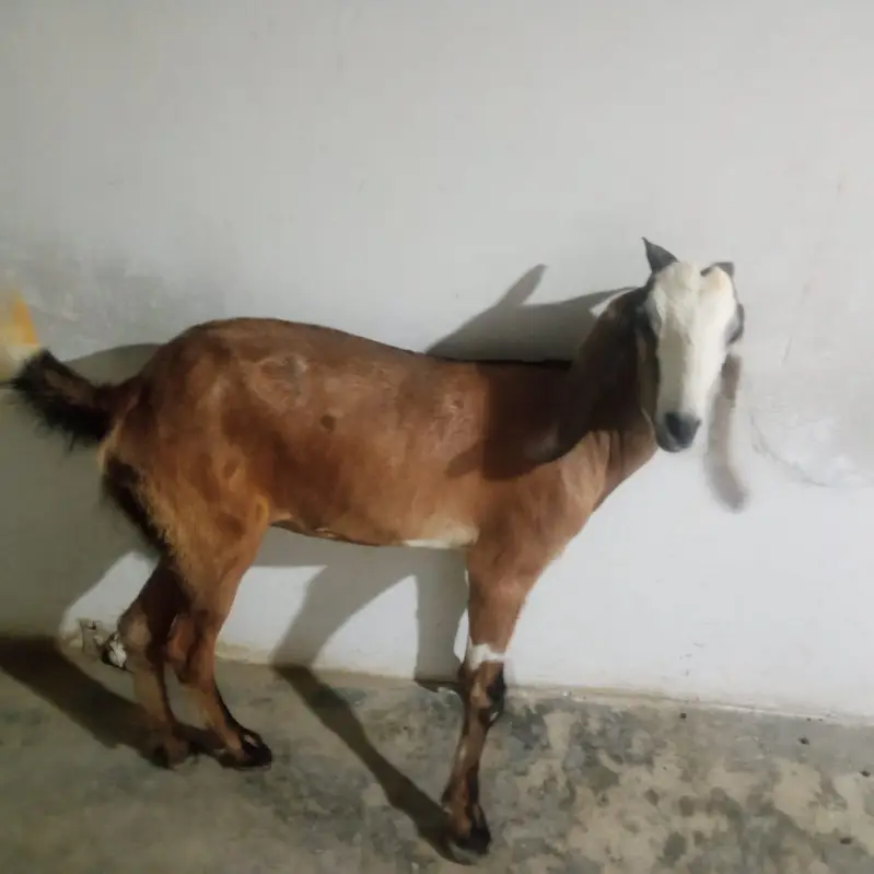 ghr ki pahli hui bakrian — photo 4