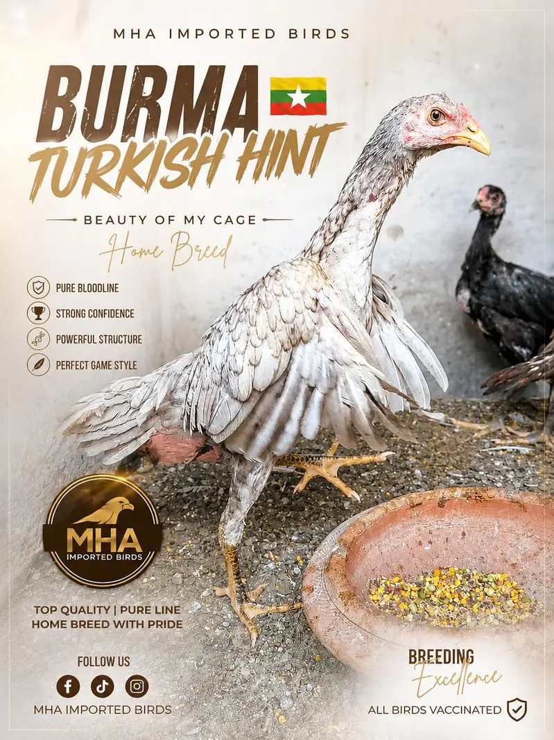 Burmi | pakoye | panus | Turkish Hint  | trad | Lassani | Mainwali — photo 6