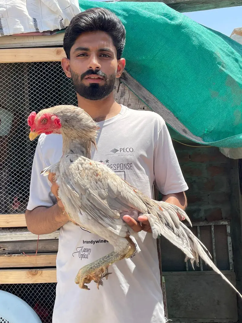 Burmi | pakoye | panus | Turkish Hint  | trad | Lassani | Mainwali — photo 7