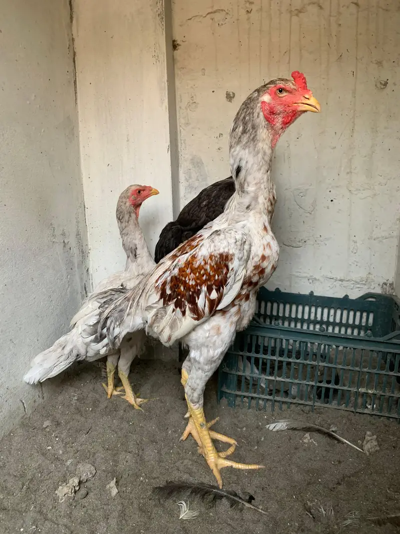 Burmi | pakoye | panus | Turkish Hint  | trad | Lassani | Mainwali — photo 12