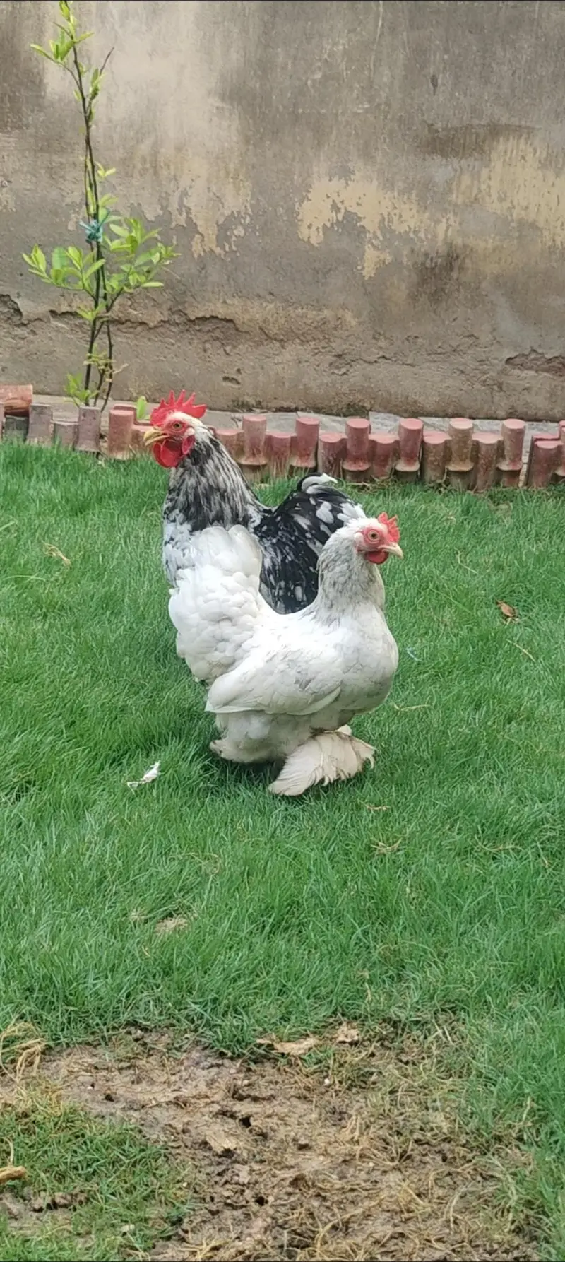 bantam female (blue molted) — photo 2