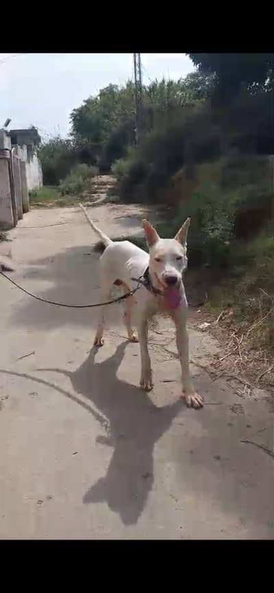 Bully gultair dog very friendly security ka lyea avalable ha