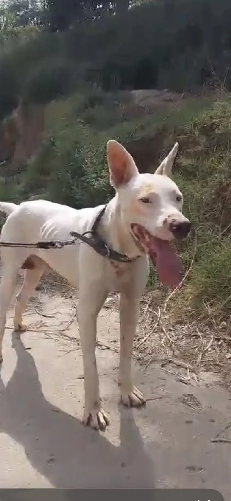 Bully gultair dog very friendly security ka lyea avalable ha — photo 2