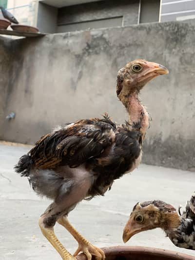 Aseel Amroha chicks
