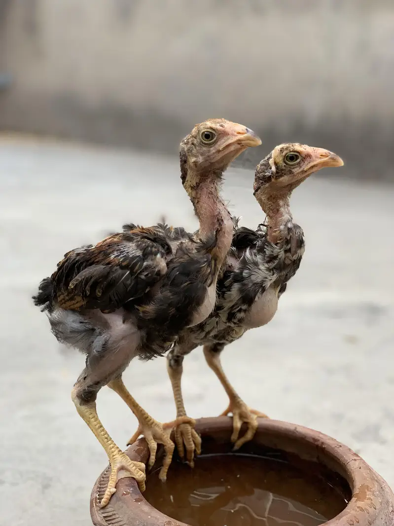 Aseel Amroha chicks — photo 2
