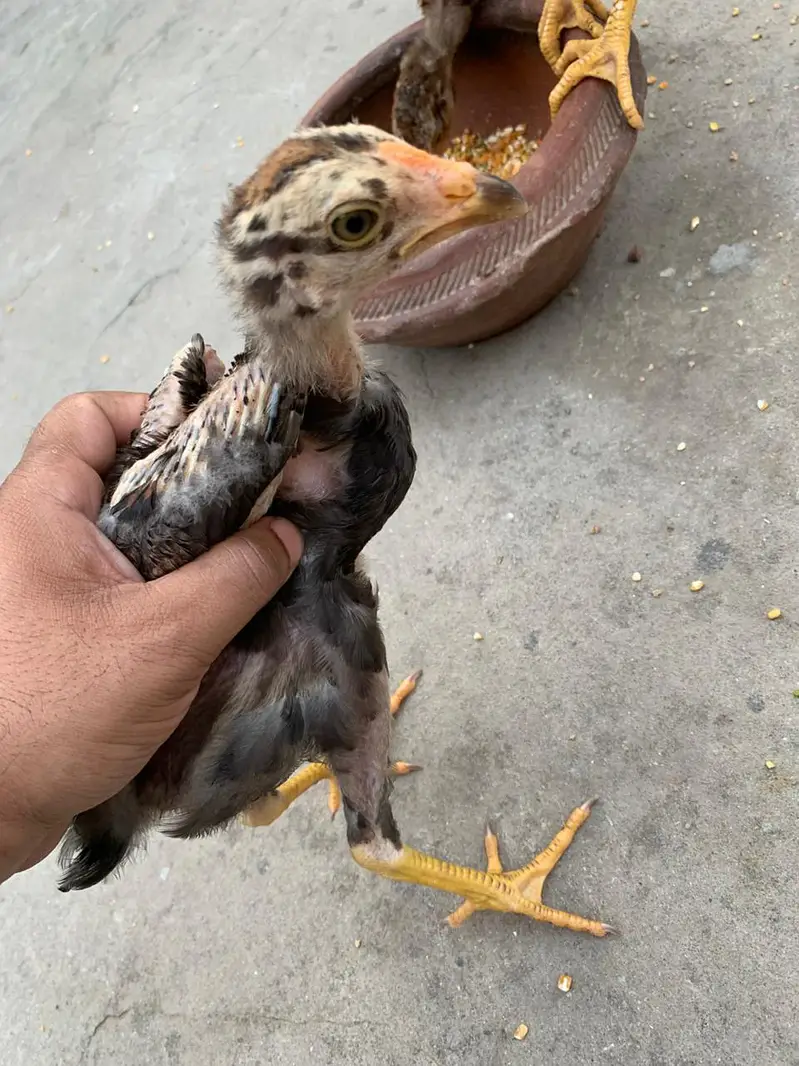 Aseel Amroha chicks — photo 3