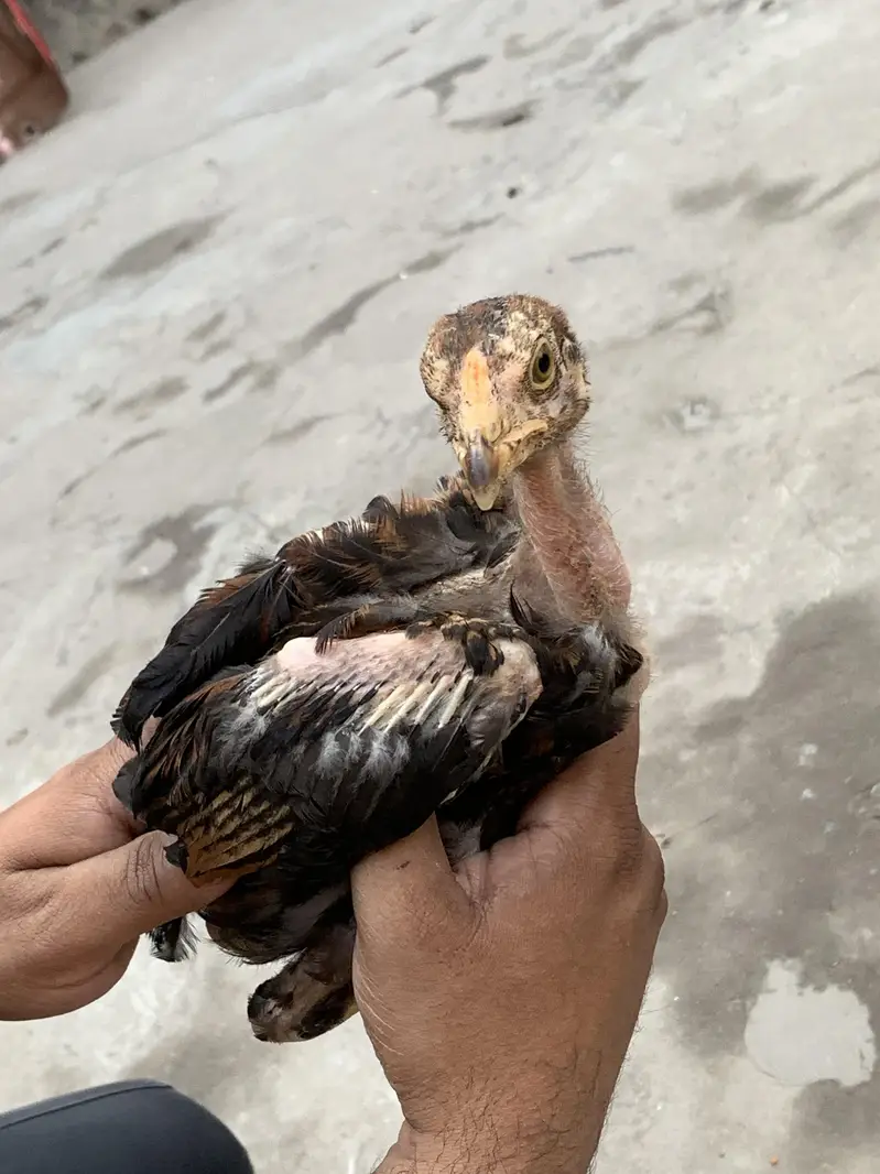 Aseel Amroha chicks — photo 4