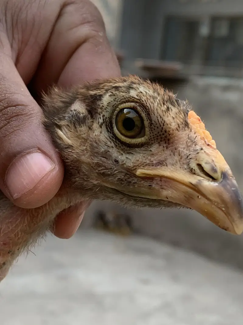 Aseel Amroha chicks — photo 5