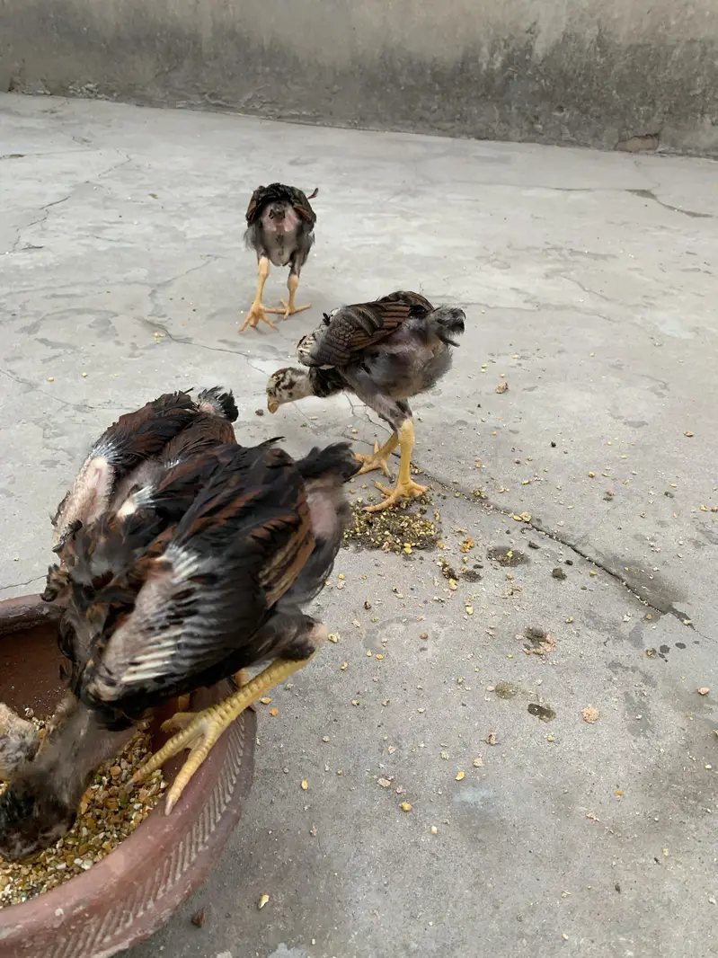 Aseel Amroha chicks — photo 6