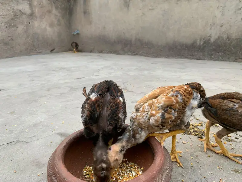 Aseel Amroha chicks — photo 8