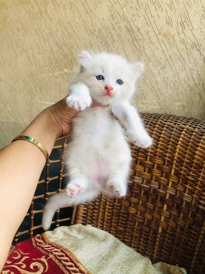 Persion cat for sale
