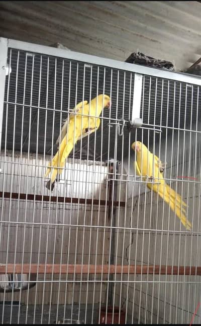 yellow ringneck my number 0333 560 83 15