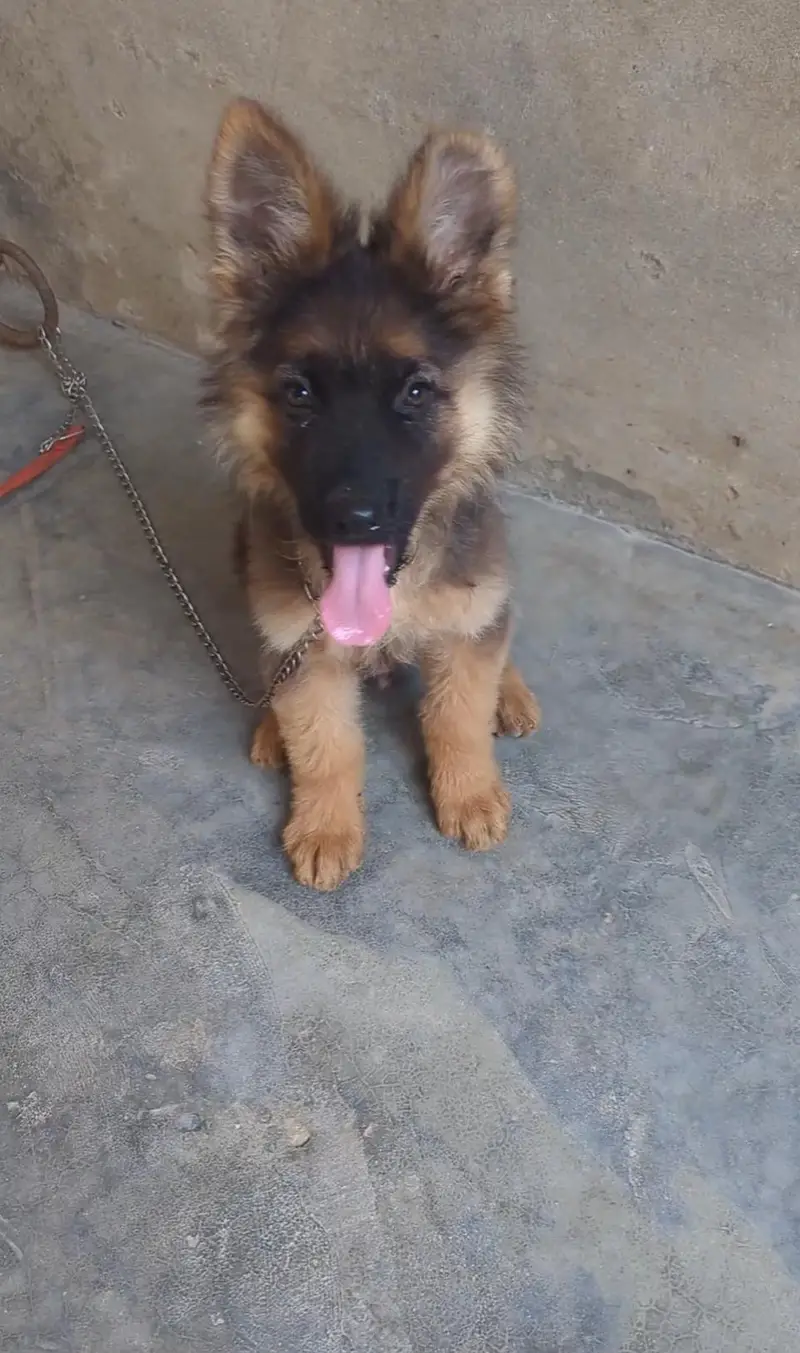 German