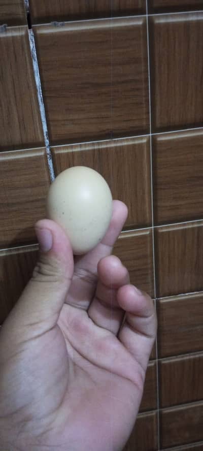 # aseel eggs availible nasli aseel eggs